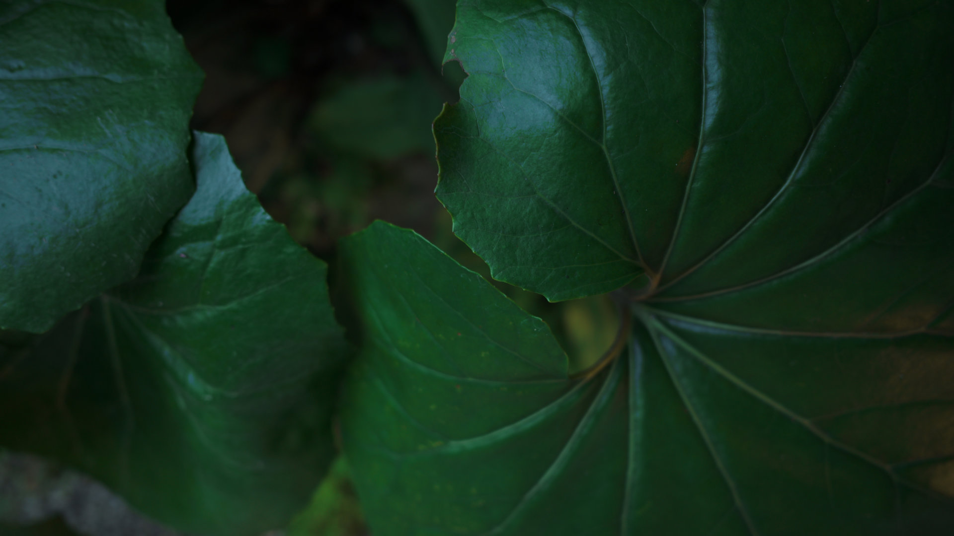 「庭先で育つフキの葉」カラーモード「パウダーブルー」Camera : SIGMA fp Lens : Sigma 24mm F3.5 DG DN Contemporary
